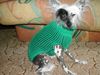 Chinesischer Schopfhund Hairless-Schlag Foto: Unser AGADOR (ID 15886) Chinesischer Schopfhund Hairless-Schlag Hund