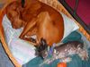 Chinesischer Schopfhund Hairless-Schlag Foto: Gute Nacht (ID 23052) Chinesischer Schopfhund Hairless-Schlag Hund