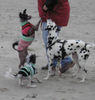 Chinesischer Schopfhund Hairless-Schlag Foto: Bettler am winterlichen Strand ;-) (ID 31872) Chinesischer Schopfhund Hairless-Schlag Hund