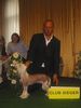 Chinesischer Schopfhund Hairless-Schlag Foto: Ch. Rialo Mandarin of Moonswift ,German Clubwinner 2006 (ID 34069) Chinesischer Schopfhund Hairless-Schlag Hund