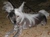 Chinesischer Schopfhund Hairless-Schlag Foto: mein pflegekind (ID 15849) Chinesischer Schopfhund Hairless-Schlag Hund
