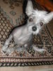 Chinesischer Schopfhund Hairless-Schlag Foto: MEIN ELVIS (ID 25341) Chinesischer Schopfhund Hairless-Schlag Hund