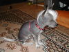 Chinesischer Schopfhund Hairless-Schlag Foto: MEIN ELVIS (ID 25344) Chinesischer Schopfhund Hairless-Schlag Hund