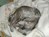 Chinesischer Schopfhund Hairless-Schlag Foto: Mein EINUNDALLES (ID 21810) Chinesischer Schopfhund Hairless-Schlag Hund