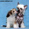 Chinesischer Schopfhund Hairless-Schlag Hund