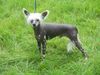 Chinesischer Schopfhund Hairless-Schlag Foto: Gammon von Shinbashi (ID 30186) Chinesischer Schopfhund Hairless-Schlag Hund