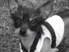 Chinesischer Schopfhund Hairless-Schlag Foto: Mein Gismo-Nackedei...*gg* (ID 36729) Chinesischer Schopfhund Hairless-Schlag Hund