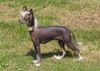 Chinesischer Schopfhund Hairless-Schlag Foto: Girly Queen of burning desire Bes.:Mokarski (ID 4126) Chinesischer Schopfhund Hairless-Schlag Hund