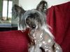 Chinesischer Schopfhund Hairless-Schlag Foto: Sorrento alias (ID 15267) Chinesischer Schopfhund Hairless-Schlag Hund