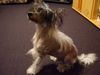 Chinesischer Schopfhund Hairless-Schlag Hund