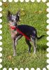 Chinesischer Schopfhund Hairless-Schlag Foto: Di Gabriellas Vicky mit 4 Monaten im Oktober 2002 (ID 2087) Chinesischer Schopfhund Hairless-Schlag Hund