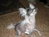 Chinesischer Schopfhund Hairless-Schlag Foto: Mein Schatz Agador (ID 18024) Chinesischer Schopfhund Hairless-Schlag Hund