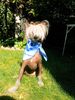 Chinesischer Schopfhund Hairless-Schlag Hund