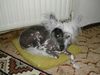 Chinesischer Schopfhund Hairless-Schlag Hund