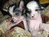 Chinesischer Schopfhund Hairless-Schlag Foto: Fenechkas Baby (ID 40859) Chinesischer Schopfhund Hairless-Schlag Hund