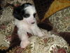 Chinesischer Schopfhund Hairless-Schlag Foto: Fenechkas Baby (ID 40860) Chinesischer Schopfhund Hairless-Schlag Hund