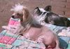 Chinesischer Schopfhund Hairless-Schlag Foto: Cherry of burning desire (ID 12255) Chinesischer Schopfhund Hairless-Schlag Hund