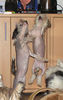 Chinesischer Schopfhund Hairless-Schlag Foto: Zirkushunde? (ID 29622) Chinesischer Schopfhund Hairless-Schlag Hund