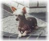 Chinesischer Schopfhund Hairless-Schlag Foto: Funky of burning desire ( 6 mon. alt) (ID 1558) Chinesischer Schopfhund Hairless-Schlag Hund