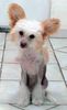 Chinesischer Schopfhund Hairless-Schlag Hund
