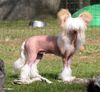 Chinesischer Schopfhund Hairless-Schlag Foto (ID 20005) Chinesischer Schopfhund Hairless-Schlag Hund