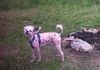 Chinesischer Schopfhund Hairless-Schlag Hund