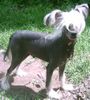 Chinesischer Schopfhund Hairless-Schlag Foto: Idol (ID 12253) Chinesischer Schopfhund Hairless-Schlag Hund
