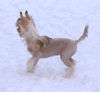 Chinesischer Schopfhund Hairless-Schlag Foto: Auch nackte Hunde haben Spaß im Schnee!!! (ID 29619) Chinesischer Schopfhund Hairless-Schlag Hund