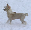 Chinesischer Schopfhund Hairless-Schlag Foto: Auch nackte Hunde haben Spaß im Schnee!!! (ID 29620) Chinesischer Schopfhund Hairless-Schlag Hund