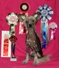 Chinesischer Schopfhund Hairless-Schlag Foto: Koni aus Rußland (ID 5316) Chinesischer Schopfhund Hairless-Schlag Hund