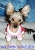 Chinesischer Schopfhund Hairless-Schlag Foto: Klein Maisi Bes.:Adam (ID 19290) Chinesischer Schopfhund Hairless-Schlag Hund