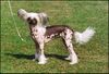 Chinesischer Schopfhund Hairless-Schlag Foto: Mincrest Made To Measure for Blandora (ID 30196) Chinesischer Schopfhund Hairless-Schlag Hund
