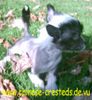 Chinesischer Schopfhund Hairless-Schlag Foto: Nino of burning desire (ID 19291) Chinesischer Schopfhund Hairless-Schlag Hund