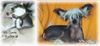 Chinesischer Schopfhund Hairless-Schlag Foto: CHINESE CRESTEDS OF BURNING DESIRE (ID 1544) Chinesischer Schopfhund Hairless-Schlag Hund