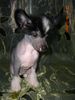 Chinesischer Schopfhund Hairless-Schlag Hund