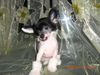 Chinesischer Schopfhund Hairless-Schlag Hund