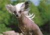Chinesischer Schopfhund Hairless-Schlag Foto (ID 28) Chinesischer Schopfhund Hairless-Schlag Hund