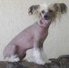 Chinesischer Schopfhund Hairless-Schlag Foto: Sussie (ID 18055) Chinesischer Schopfhund Hairless-Schlag Hund