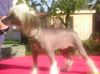 Chinesischer Schopfhund Hairless-Schlag Hund