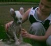 Chinesischer Schopfhund Hairless-Schlag Foto: Klein Tattletale (ID 27290) Chinesischer Schopfhund Hairless-Schlag Hund