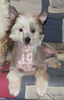 Chinesischer Schopfhund Hairless-Schlag Foto: Tommy 3,5 Monate (ID 29621) Chinesischer Schopfhund Hairless-Schlag Hund