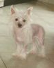 Chinesischer Schopfhund Hairless-Schlag Foto: Klein Versace (ID 28695) Chinesischer Schopfhund Hairless-Schlag Hund