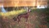 Chinesischer Schopfhund Hairless-Schlag Foto: Vicky beim Spaziergang an der Saale (ID 4473) Chinesischer Schopfhund Hairless-Schlag Hund