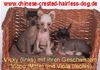 Chinesischer Schopfhund Hairless-Schlag Foto: Di Gbariellas Vicky (ID 3090) Chinesischer Schopfhund Hairless-Schlag Hund