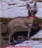 Chinesischer Schopfhund Hairless-Schlag Foto: Di Gabriellas Vicky (ID 3091) Chinesischer Schopfhund Hairless-Schlag Hund