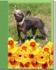 Chinesischer Schopfhund Hairless-Schlag Foto: Girly Queen Of Burning Desire (ID 5126) Chinesischer Schopfhund Hairless-Schlag Hund