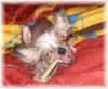 Chinesischer Schopfhund Hairless-Schlag Foto: Girly Queen of Burning Desire (ID 5941) Chinesischer Schopfhund Hairless-Schlag Hund