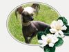 Chinesischer Schopfhund Hairless-Schlag Foto: Girly Queen of Burning Desire (ID 5939) Chinesischer Schopfhund Hairless-Schlag Hund