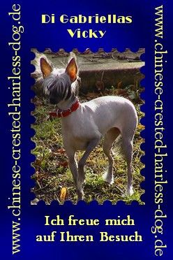 Chinesischer Schopfhund Hairless-Schlag Hunde Foto 2121 Chinesischer Schopfhund Hairless-Schlag Di Gabirellas Vicky im Januar 2003