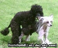 Chinesischer Schopfhund Hairless-Schlag Hunde Foto 12256 Chinesischer Schopfhund Hairless-Schlag Was soll denn das ? Ika un Queeny